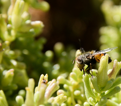 Copestylum longirostre