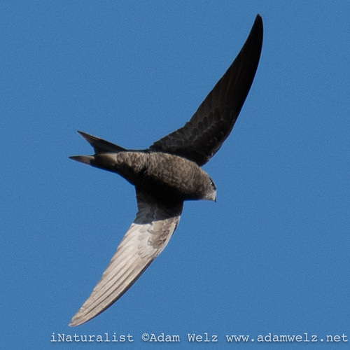 Bradfield's Swift (Apus bradfieldi) · iNaturalist United Kingdom