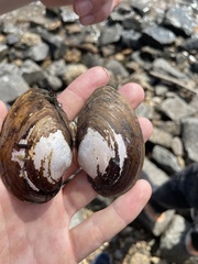 Atlanticoncha ochracea