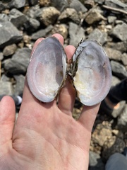 Atlanticoncha ochracea