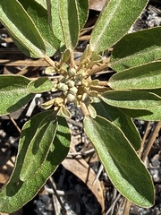 Croton argyranthemus