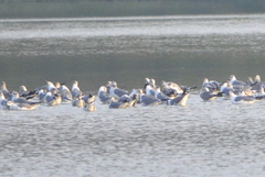Leucophaeus atricilla megalopterus