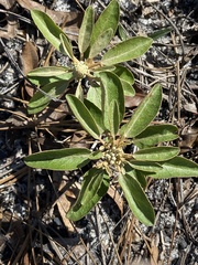 Croton argyranthemus