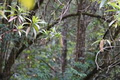 Escallonia pendula
