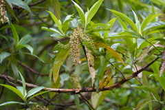 Escallonia pendula