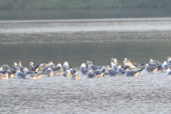 Leucophaeus atricilla megalopterus