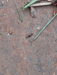 Tachyporus hypnorum