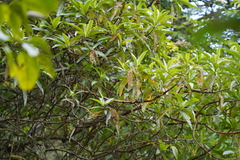 Escallonia pendula
