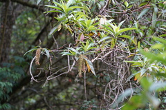 Escallonia pendula