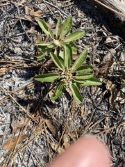 Croton argyranthemus