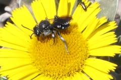 Ammobates oraniensis