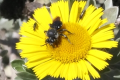 Ammobates oraniensis