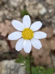 Anthemis chia
