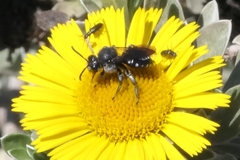 Ammobates oraniensis