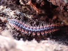 Pseudopolydesmus canadensis