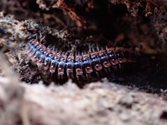 Pseudopolydesmus canadensis