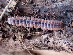 Pseudopolydesmus canadensis
