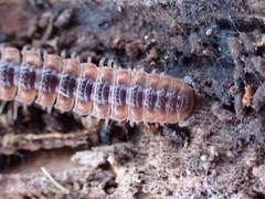 Pseudopolydesmus canadensis