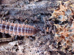 Pseudopolydesmus canadensis