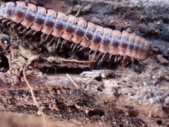 Pseudopolydesmus canadensis