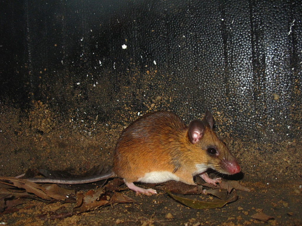 Indomalayan Leopoldamys