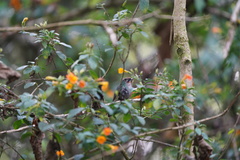 Campylopterus falcatus