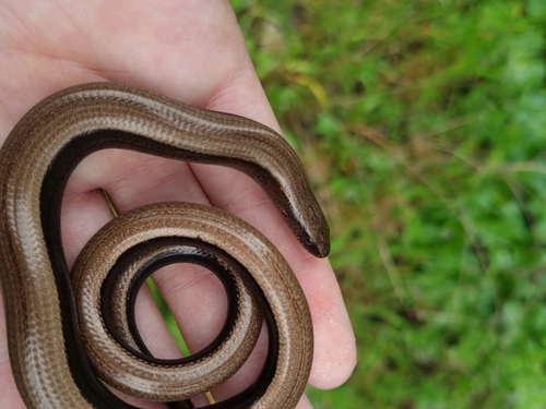Greek Slowworm, Corfu, photo 8 of 10