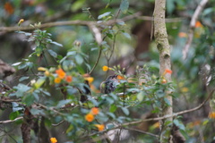 Campylopterus falcatus