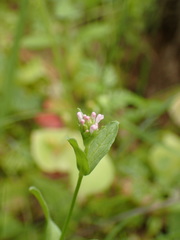 Plectritis ciliosa