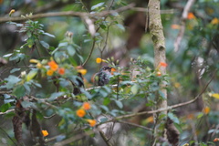 Campylopterus falcatus