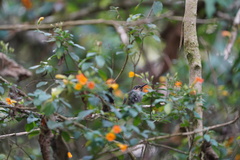 Campylopterus falcatus