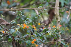 Campylopterus falcatus