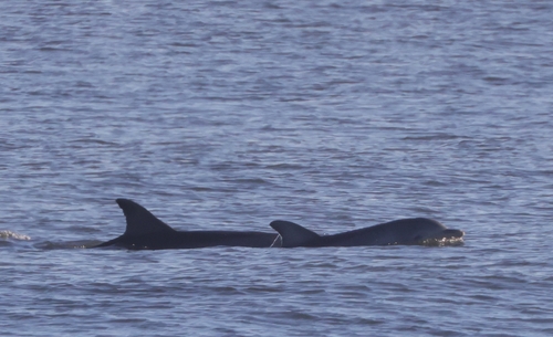 Tamanend's Bottlenose Dolphin photographed in North Carolina
