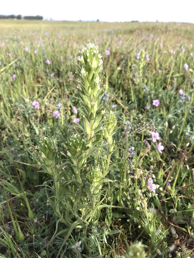 valley tassels from Dixon, CA, US on March 27, 2022 at 0935 AM by Lauren Glevanik · iNaturalist