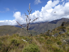 Poa fibrifera