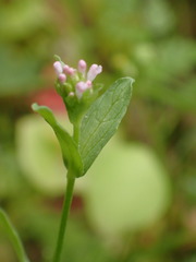 Plectritis ciliosa