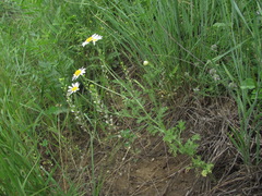 Anthemis ruthenica