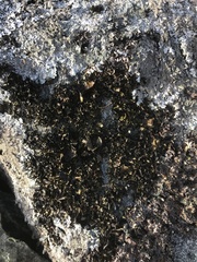 Umbilicaria polyphylla