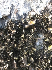 Umbilicaria polyphylla