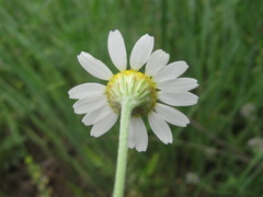Anthemis ruthenica