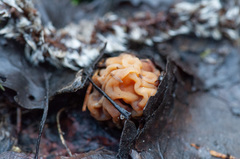 Verpa bohemica