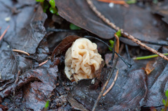 Verpa bohemica