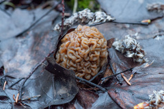 Verpa bohemica