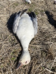 Anser caerulescens caerulescens