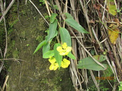 Stigmaphyllon ellipticum