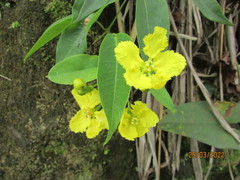 Stigmaphyllon ellipticum