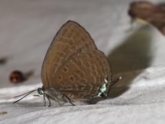 Arhopala