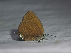 Arhopala