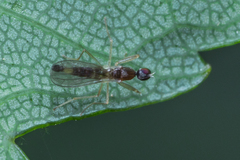 Chelifera