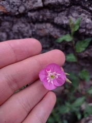 Oenothera rosea